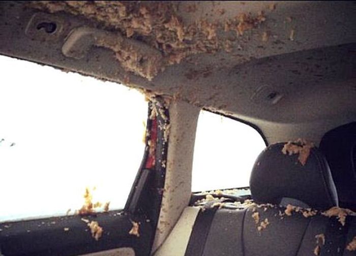 Never Leave Cans of Soda in Your Car... (3 pics)