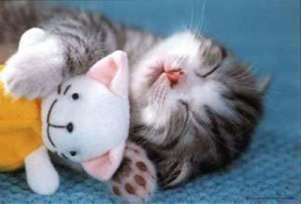 Cats with Stuffed Animals (97 pics)