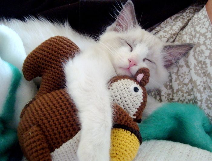 Cats with Stuffed Animals (97 pics)