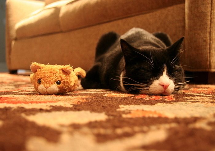 Cats with Stuffed Animals (97 pics)