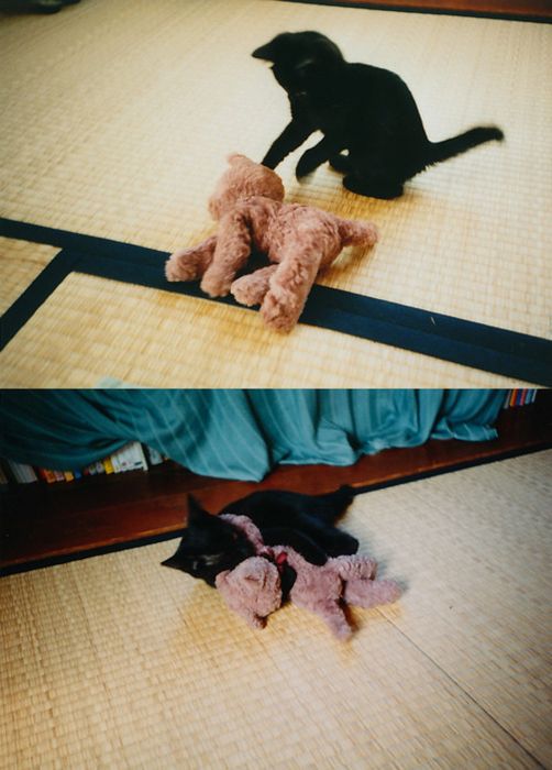 Cats with Stuffed Animals (97 pics)