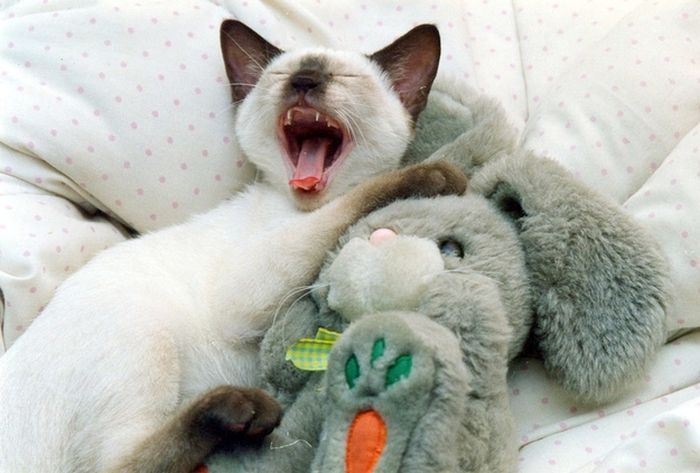 Cats with Stuffed Animals (97 pics)