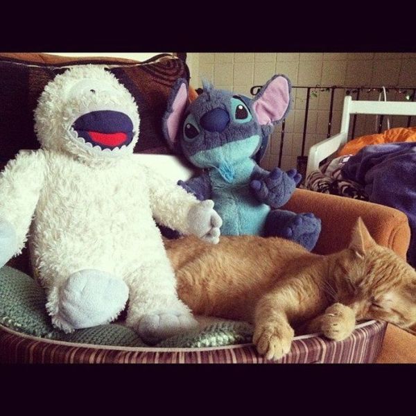 Cats with Stuffed Animals (97 pics)