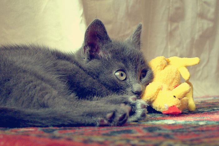 Cats with Stuffed Animals (97 pics)