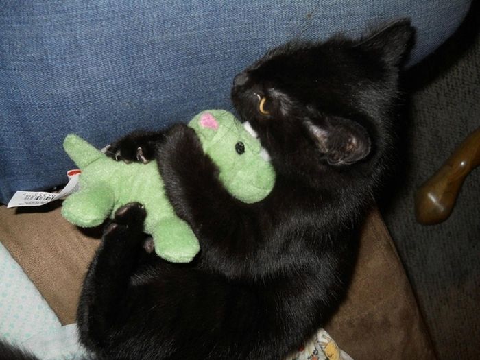 Cats with Stuffed Animals (97 pics)