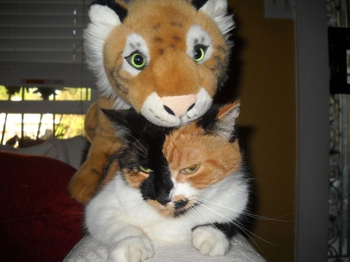 Cats with Stuffed Animals (97 pics)