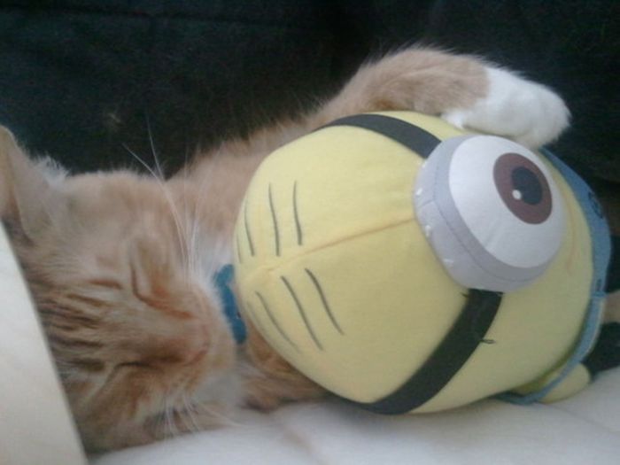 Cats with Stuffed Animals (97 pics)