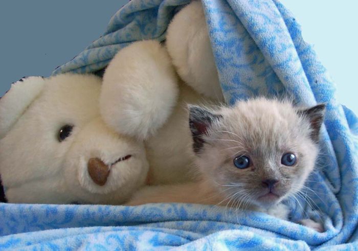 Cats with Stuffed Animals (97 pics)