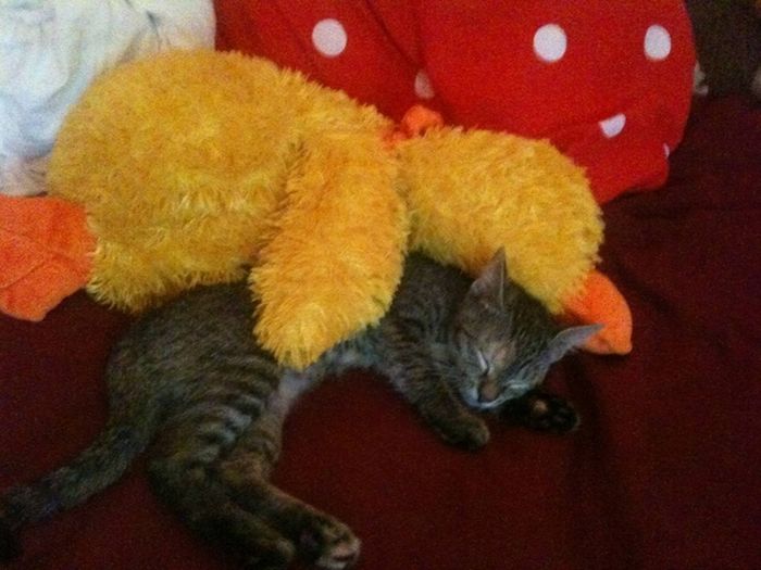 Cats with Stuffed Animals (97 pics)