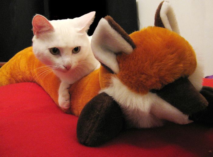 Cats with Stuffed Animals (97 pics)