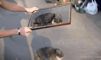Acid Gifdump (25 gifs) Jan. 29, 2013
