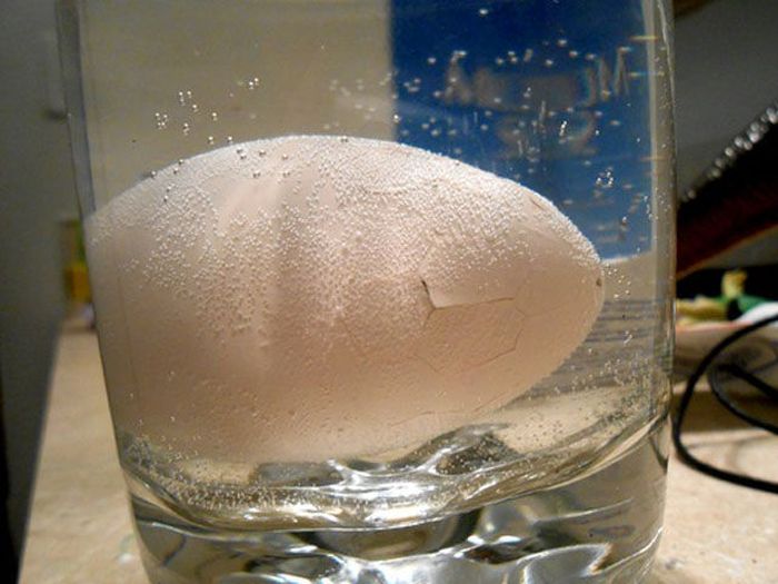 Baby from an Egg (6 pics)