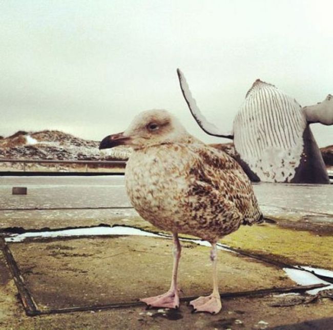 Photobombs. Part 25 (40 pics)