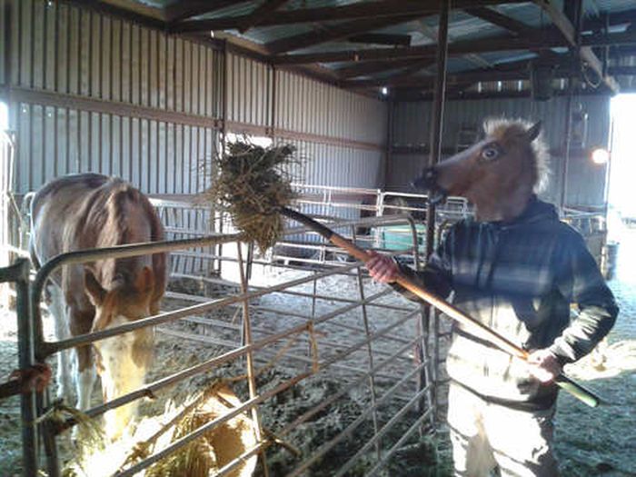 Horsing Around (38 pics)