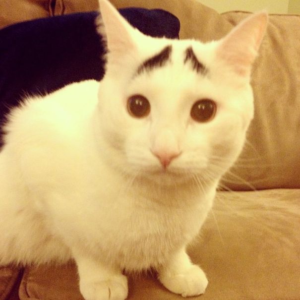 Cat with Eyebrows (30 pics)