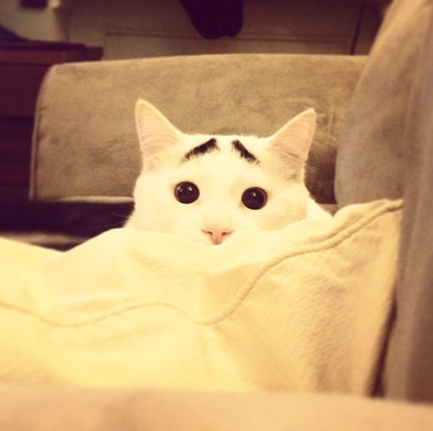 Cat with Eyebrows (30 pics)