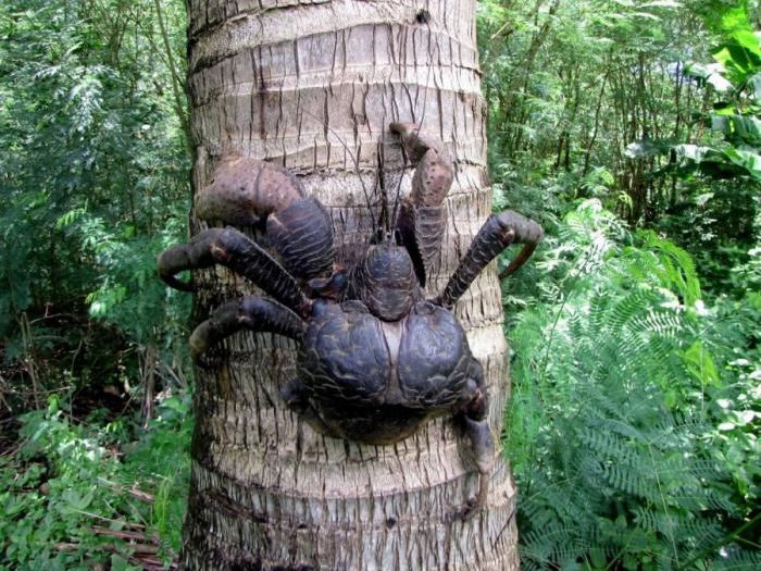 Coconut Crab (33 pics)