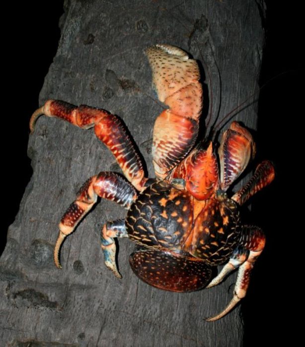 Coconut Crab (33 pics)