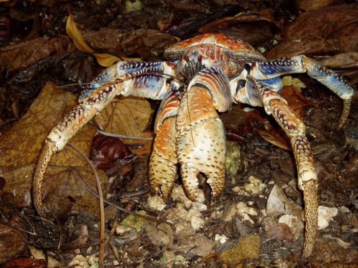 Coconut Crab (33 pics)