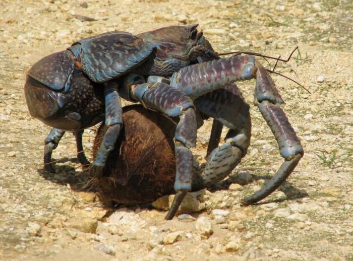 Coconut Crab (33 pics)