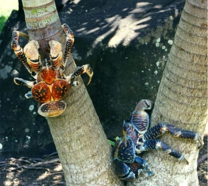 Coconut Crab (33 pics)