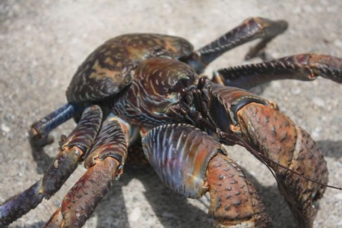 Coconut Crab (33 pics)