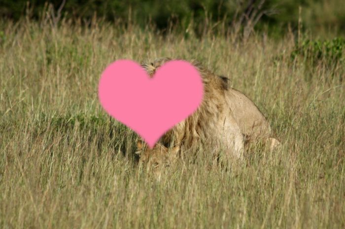 Lions Making Love (4 pics)