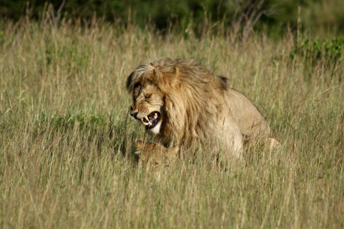 Lions Making Love (4 pics)