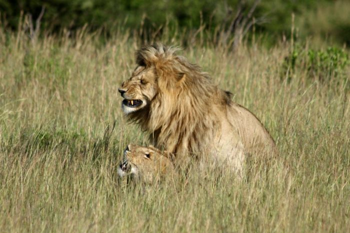 Lions Making Love (4 pics)