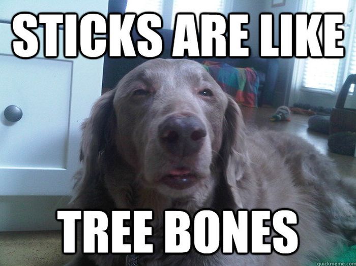 Funny Dog Memes (50 pics)