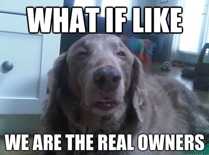 Funny Dog Memes (50 pics)