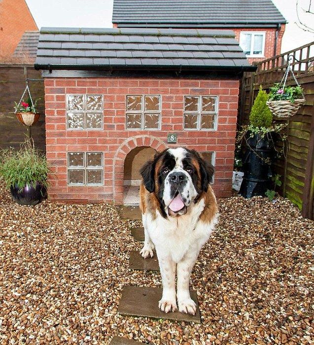 Dog Lives in a Replica of His Owner's House (10 pics)