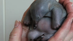 Baby Echidna (6 gifs)