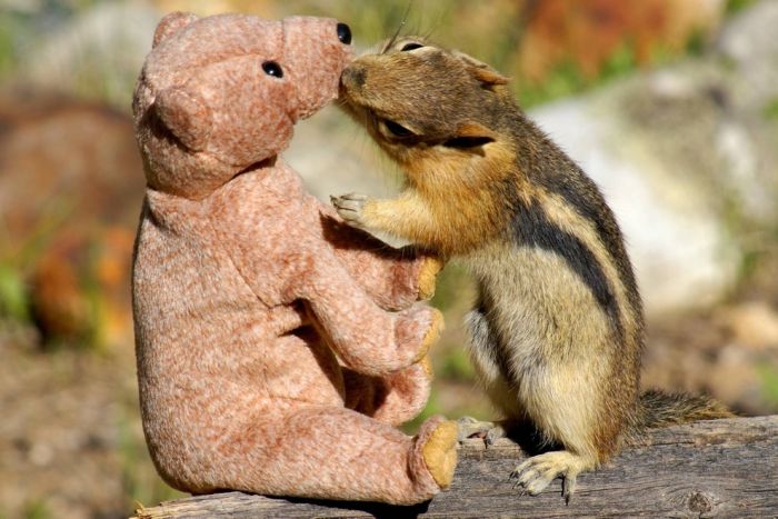Chipmunk in Love with a Teddy Bear (5 pics)