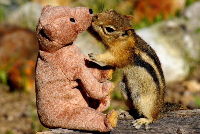 Chipmunk in Love with a Teddy Bear (5 pics)