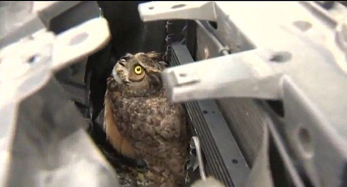 Owl Got Hit by a Car and Survived (8 pics)