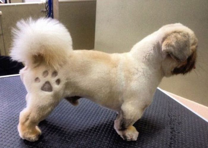 Dogs with Patches (6 pics)