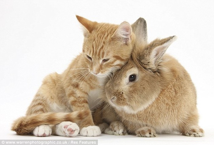 Cute Overload (10 pics)