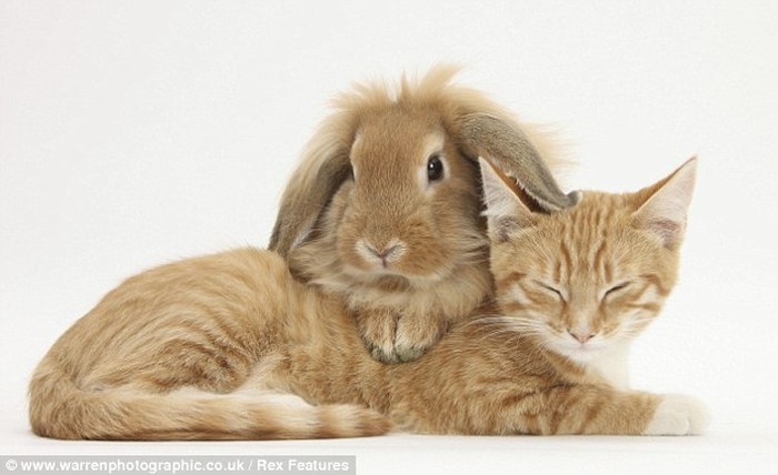 Cute Overload (10 pics)
