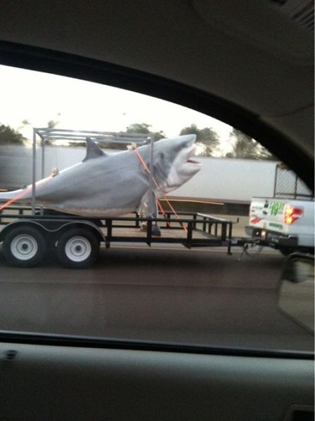 This is Crazy (50 pics)