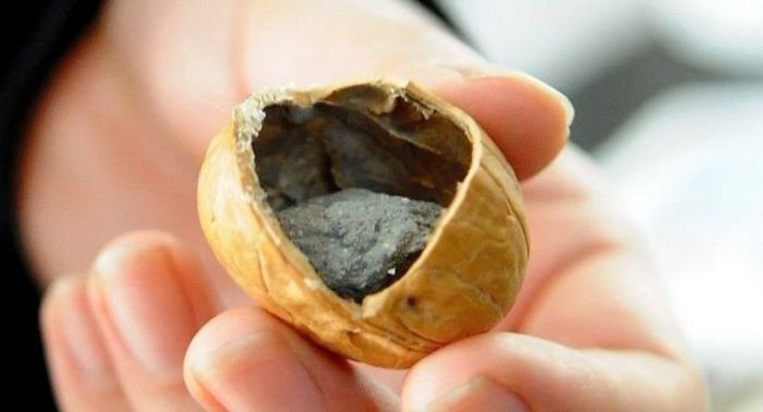 Chinese Walnuts (5 pics)