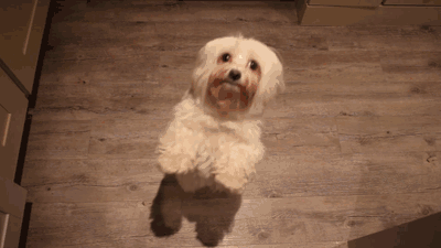 Acid Gifdump, Feb 21, 2013 (25 gifs)