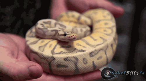 Acid Gifdump, Feb 21, 2013 (25 gifs)