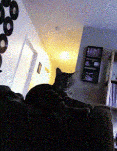 Acid Gifdump, Feb 21, 2013 (25 gifs)