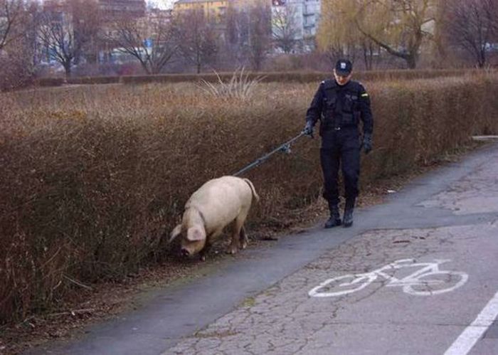 Pictures with Irony. Part 2 (62 pics)