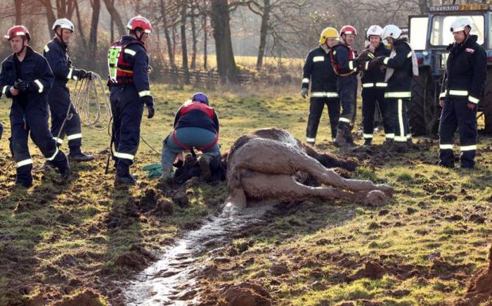 Save Our Horse (10 pics)