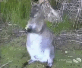 Animals Behaving Bad (20 gifs)