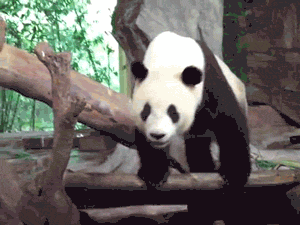 Animals Behaving Bad (20 gifs)
