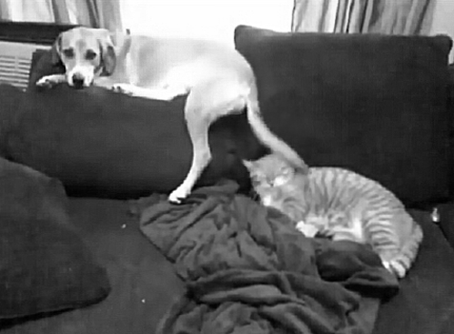 Animals Behaving Bad (20 gifs)