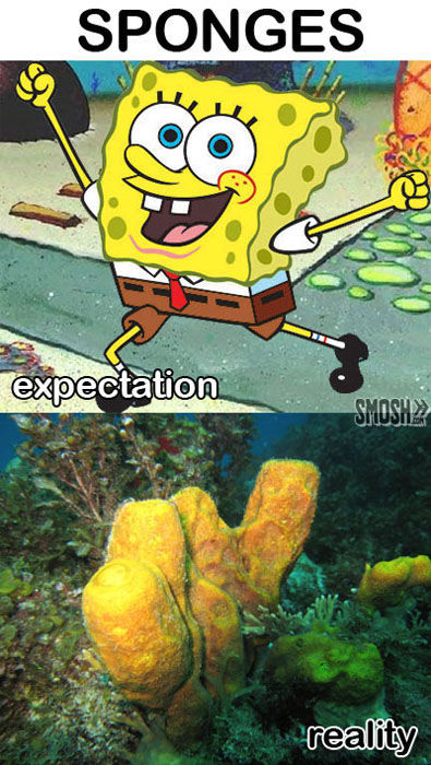 Things That are Better in Your Head than in Real Life (50 pics)